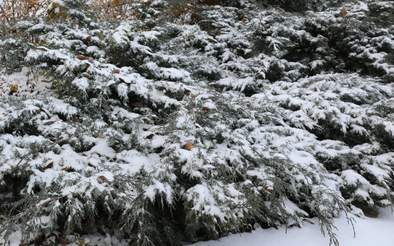 зима, погода, ауа райы, қыз