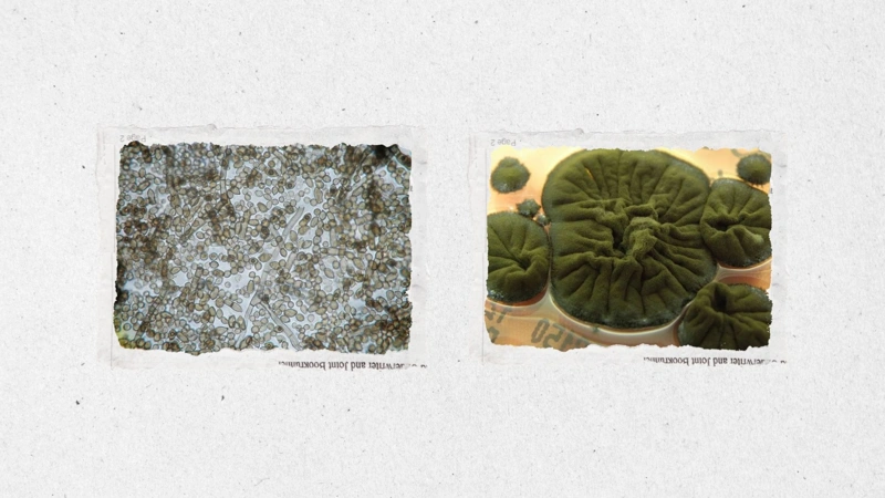 Mysterious fungus found thriving in Chernobyl