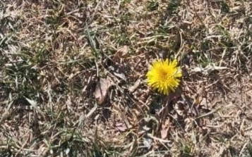 Одуванчик зацвел в ноябре в нацпарке «Кольсайские озера»