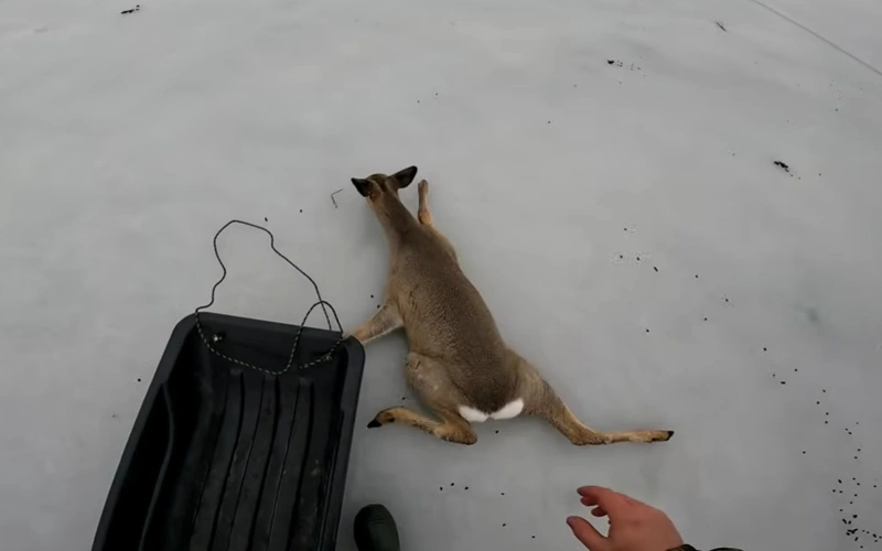 Массовую миграцию косуль из России в Казахстан фиксируют лесники