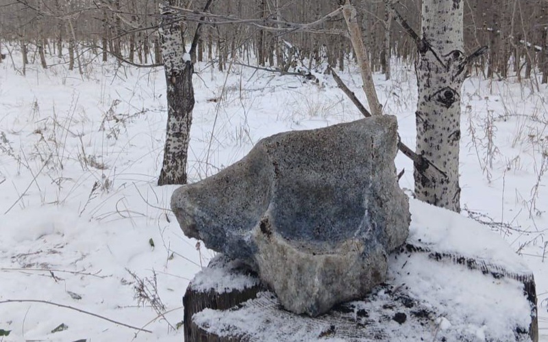 «Ертіс орманында» жабайы жануарларға қысқы азық орындарын ұйымдастыру басталды