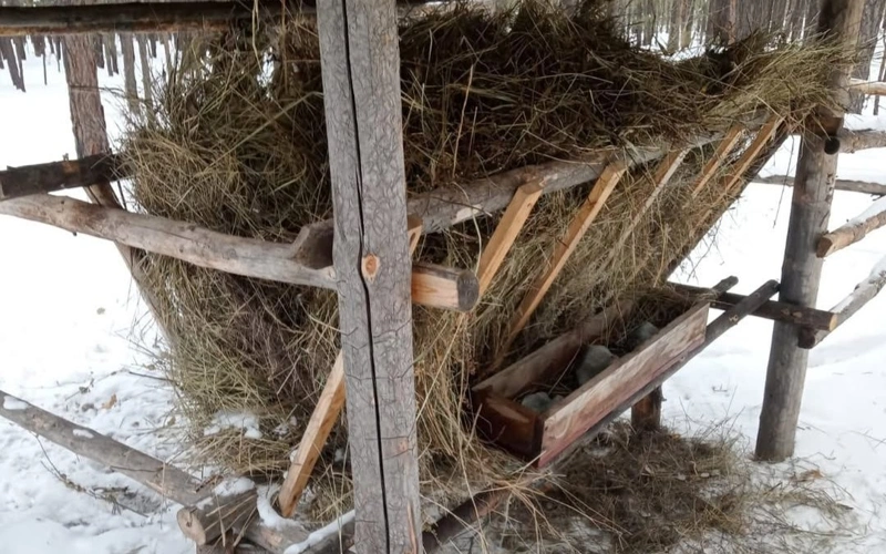 «Ертіс орманында» жабайы жануарларға қысқы азық орындарын ұйымдастыру басталды