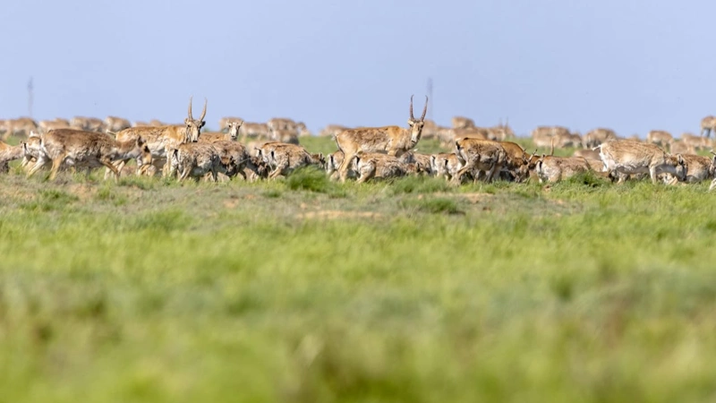Более 108 тысяч голов сайгаков "изъято" в Западно-Казахстанской области