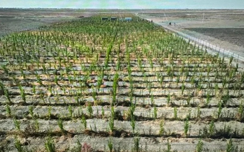 2 billion trees to be planted in Kazakhstan by 2027