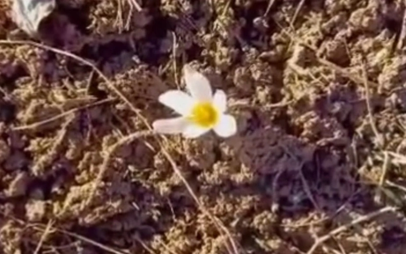 Red-listed Alatau Crocus blossoms near Almaty