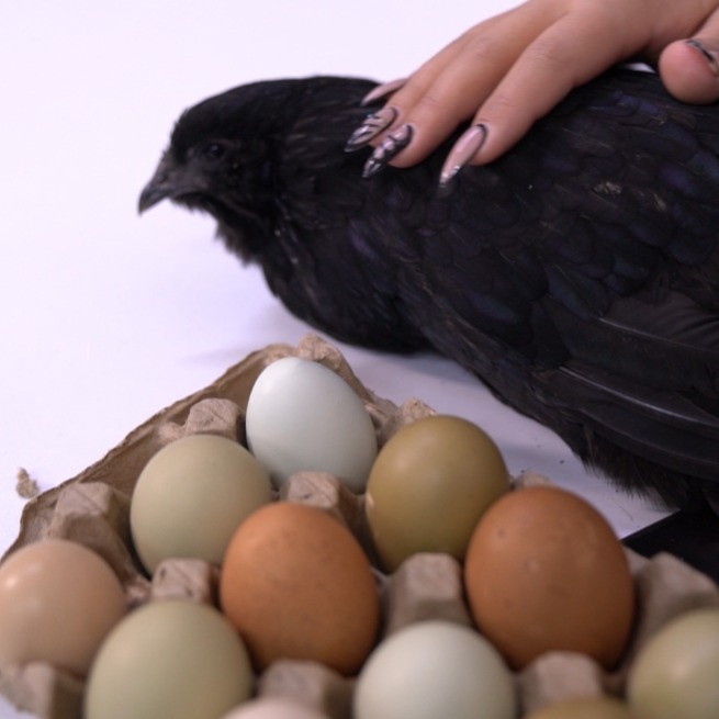 новый вид кур а