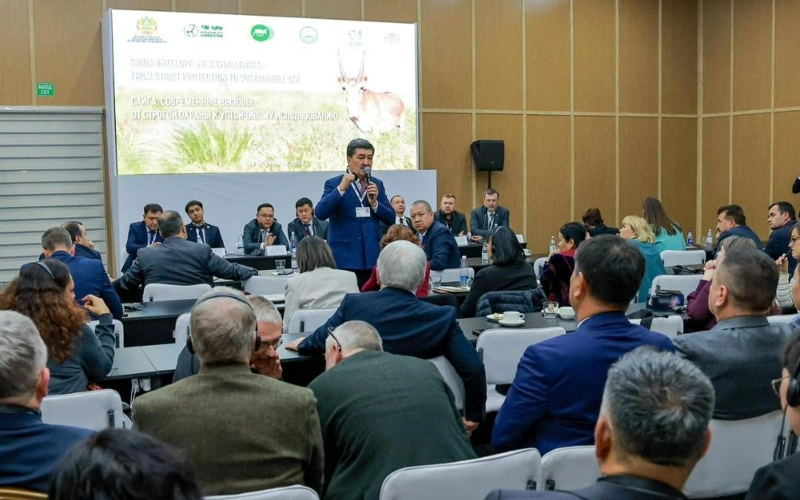 CITES Qazaqstannan kıiktiń múıizine nóldik eksporttyq kvotany alyp tastaýdy bekitti