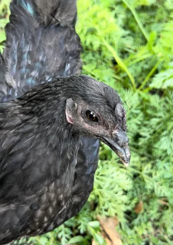 черные куры а