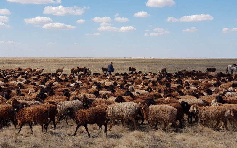 «Ауыл аманаты»: в области Улытау профинансировано 100 проектов на 700 млн тенге