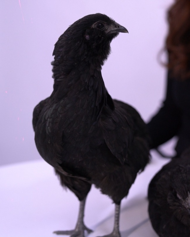 black chicken black chicken