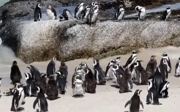 Африканские пингвины массово гибнут из-за нехватки пищи, вызванной изменением климата и переловом