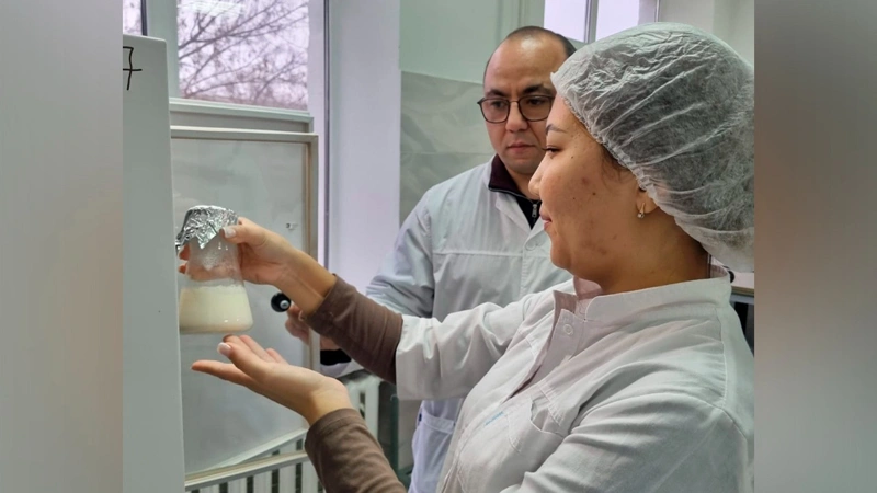 Батысқазақстандық университетте түйе сүтінен балмұздақ пен йогурт жасау қолға алынды