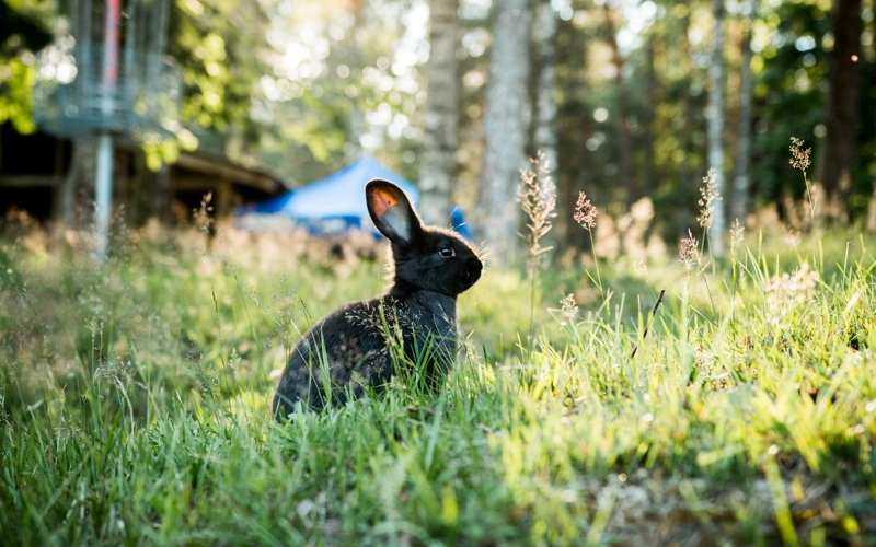 Блогер из Германии с многомиллионной аудиторией лишилась подписчиков из-за кроликов