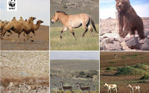 Гоби шөлінің ерекше қорғалатын табиғи аумағы дирекциясы мемлекеттік награда алды