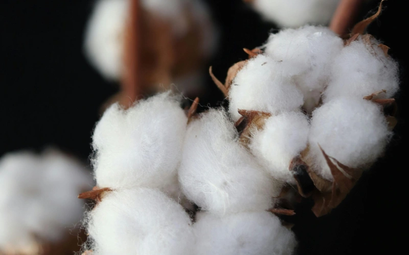 Аграрии добиваются прозрачного ценообразования на хлопок в Туркестанской области