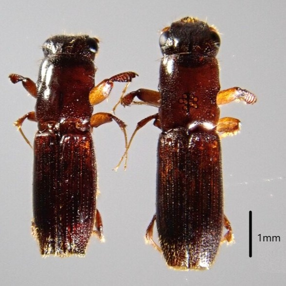 Tree-killing disease spreading rapidly across Japan's Hokkaido