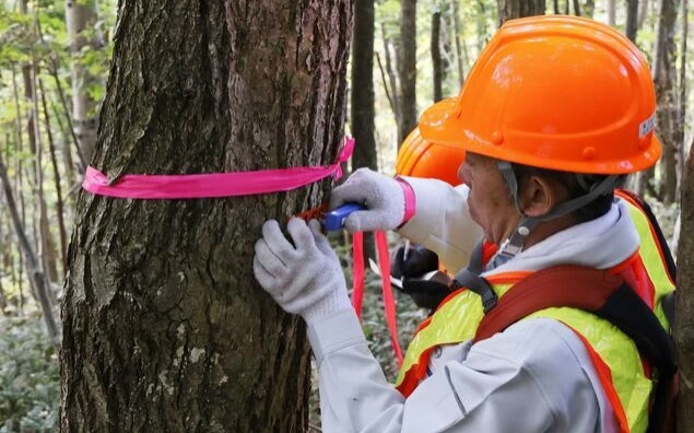 Tree-killing disease spreading rapidly across Japan's Hokkaido