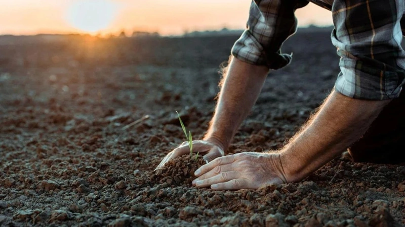 қишлоқ хўжалиги