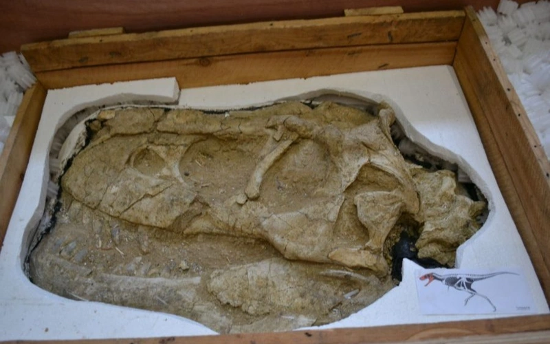 Динозаврлардың заңсыз әкетілген қазба қалдықтары Франциядан Моңғолияға қайтарылады