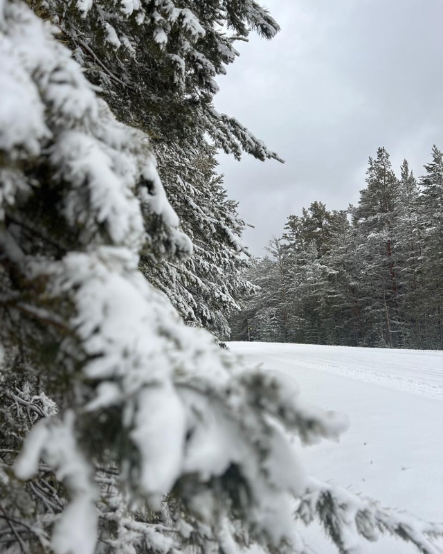 Ертіс орманы Ертіс орманы