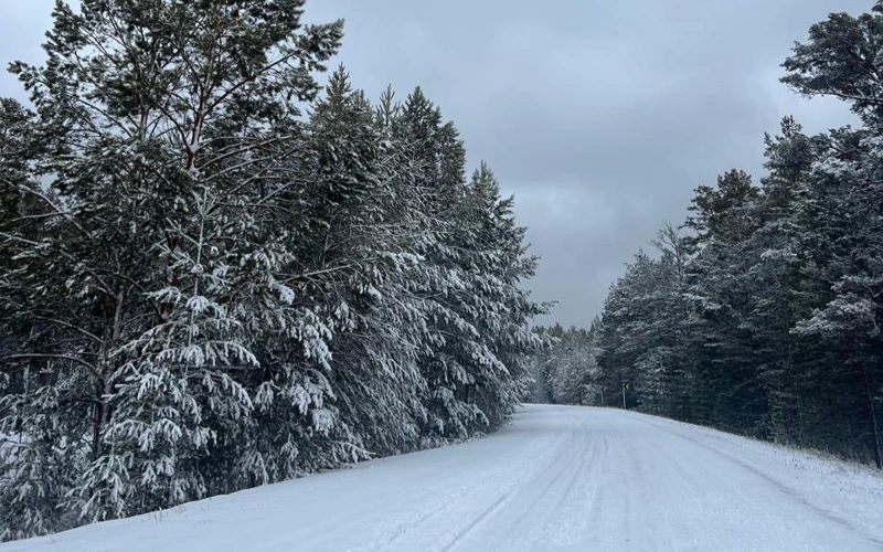 Ертіс орманы