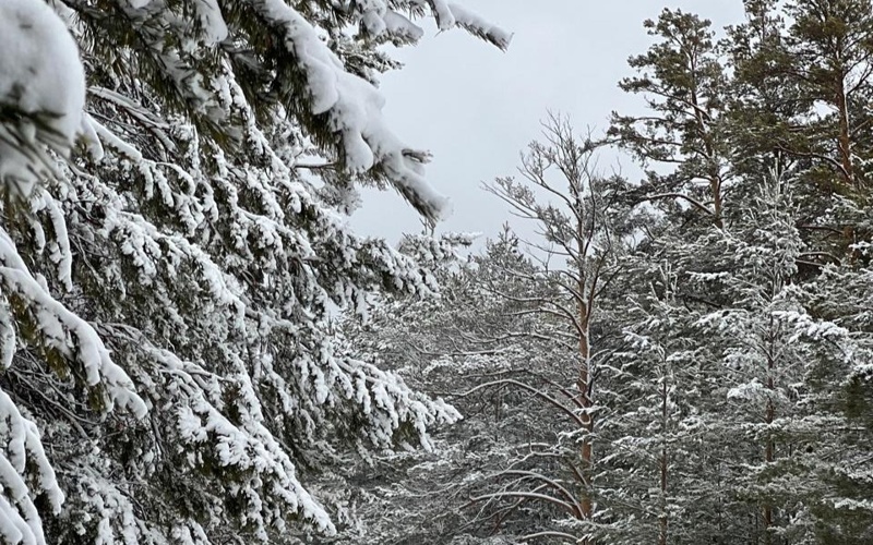 Ертіс орманы Ертіс орманы