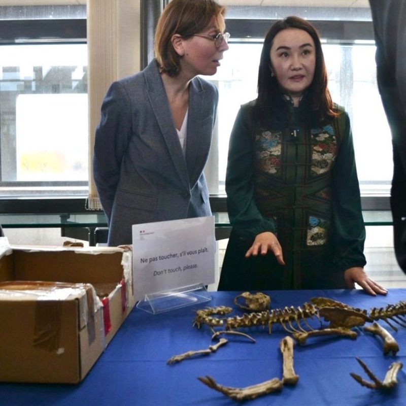 Динозаврлардың заңсыз әкетілген қазба қалдықтары Франциядан Моңғолияға қайтарылады Динозаврлардың заңсыз әкетілген қазба қалдықтары Франциядан Моңғолияға қайтарылады