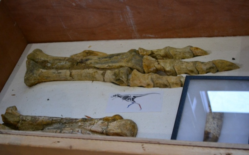 Динозаврлардың заңсыз әкетілген қазба қалдықтары Франциядан Моңғолияға қайтарылады Динозаврлардың заңсыз әкетілген қазба қалдықтары Франциядан Моңғолияға қайтарылады