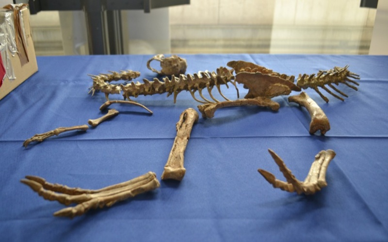 динозавр қалдықтары динозавр қалдықтары