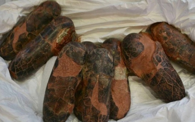 Заңсыз әкетілген динозавр қалдықтары Франциядан Моңғолияға қайтарылады Заңсыз әкетілген динозавр қалдықтары Франциядан Моңғолияға қайтарылады