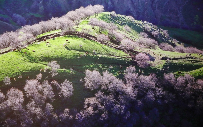 70 уникальных фотографий из жизни Синьцзяна представили в Астане 70 уникальных фотографий из жизни Синьцзяна представили в Астане