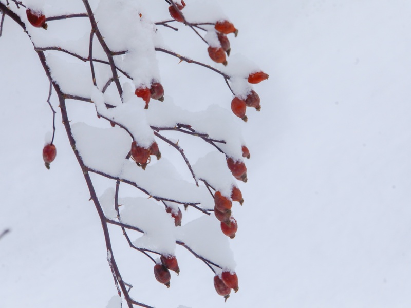 снег в Алматы а