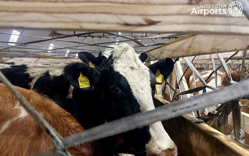 Tashkent receives unique air shipment of premium cattle breeds Tashkent, air shipment, premium cattle breeds, Uzbekistan