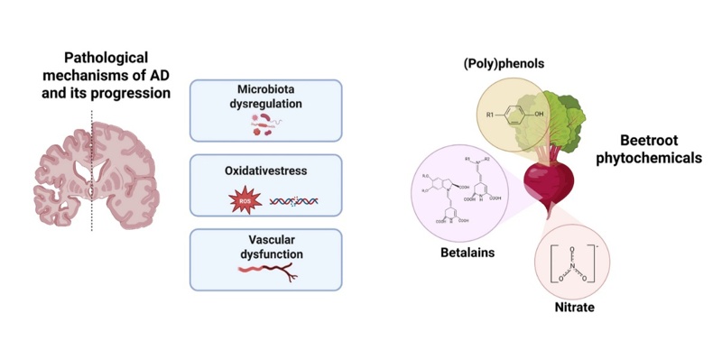 Beetroot Beetroot, science, Alzheimer