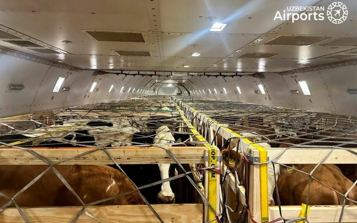 Tashkent, air shipment, premium cattle breeds, Uzbekistan
