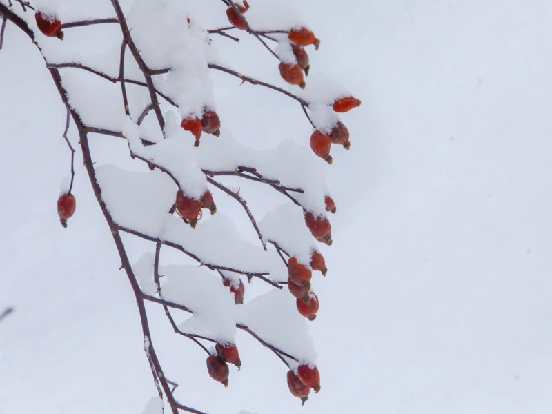 снег в Алматы