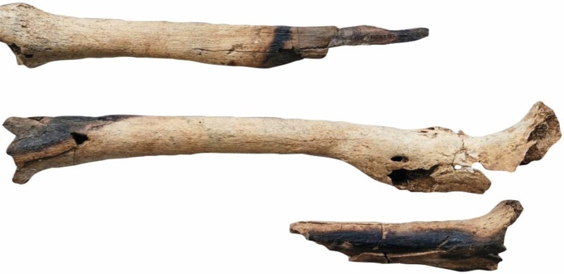 2025 jyly álemdik arheologııa ashqan eń mańyzdy 10 jańalyq 2025 jyly álemdik arheologııa ashqan eń mańyzdy 10 jańalyq