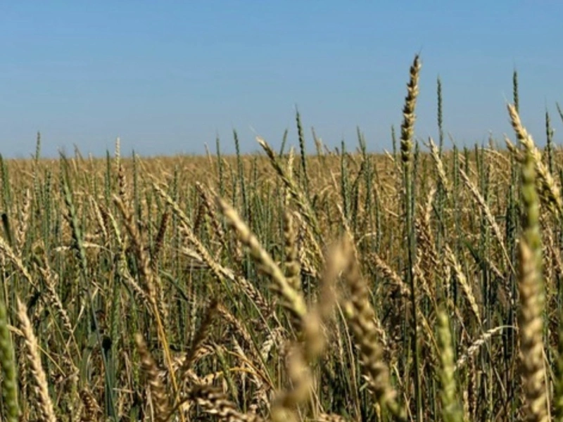 зерно, урожай, посевная