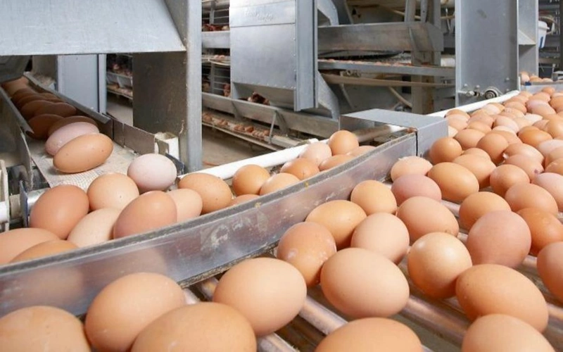 Казахстан ввел временный запрет на импорт яиц