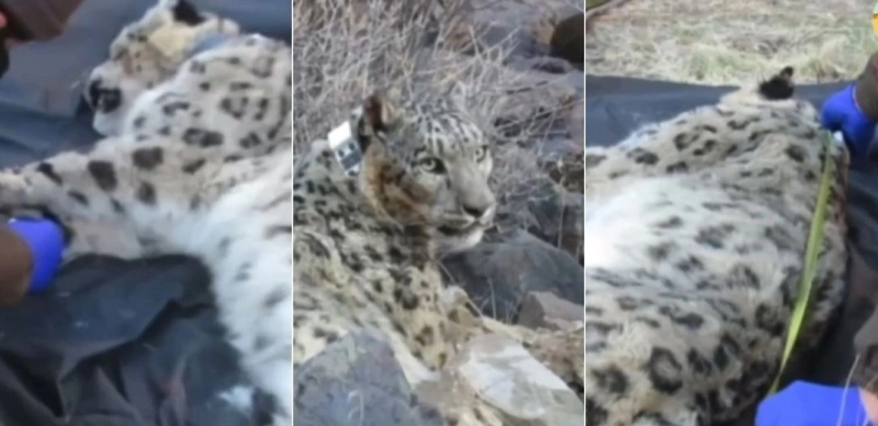 Kazakhstan advances GPS monitoring to protect endangered snow leopards