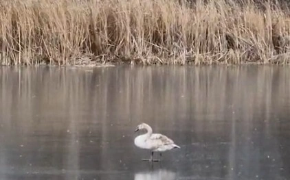 Оралда мұз үстінде жүрген аққу бейнетаспаға түсіп қалды