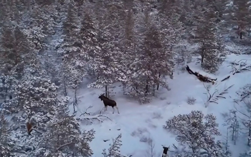 Баянауыл ормандарында емін-еркін жайылып жүрген бұландар бейнетаспаға түсті