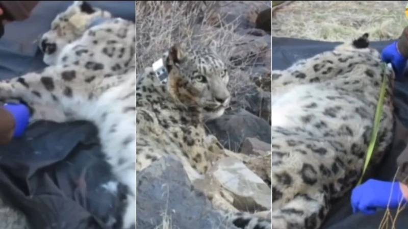 Снежного барса оснастили GPS-ошейником в «Алтын-Эмеле»