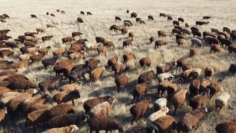 Kazakhstan may supply livestock products to 42 countries