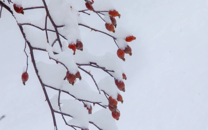 Дожди, снег и метели ожидаются в Казахстане в ближайшие три дня