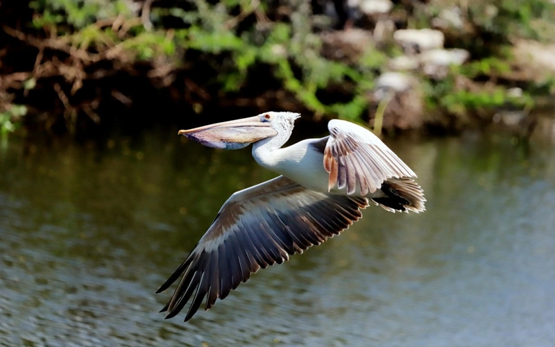 В Лейпцигском зоопарке из-за птичьего гриппа уничтожили всех пеликанов