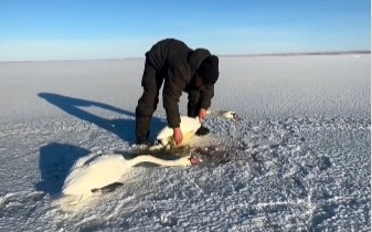 Павлодарда ауыл тұрғыны аязда қалып қойған қос аққуды құтқарды