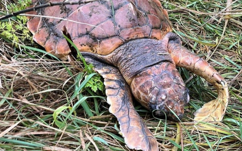 Впервые за почти 100 лет: у побережья Швеции зафиксировали рост числа морских черепах