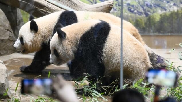 Popular twin pandas at a Tokyo zoo to be returned to China