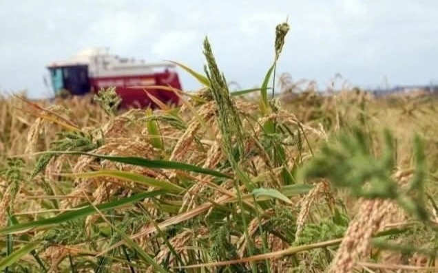 Kyzylorda region to reduce rice planting areas